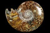 Polished, Agatized Ammonite (Cleoniceras) - Madagascar #97339-1